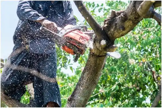 tree services Lakewood Park